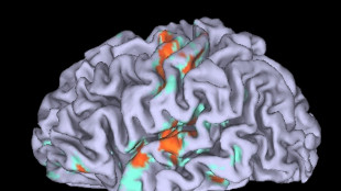 Cervello, l'immaginazione &egrave; pi&ugrave; complessa del semplice 'replay' dei sensi