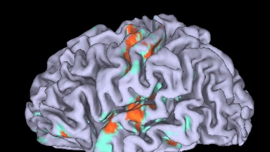Visto nel cervello il circuito che regola il comportamento