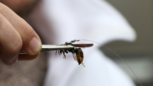 En Alsace, la traque ing&eacute;nieuse des nids de frelons asiatiques