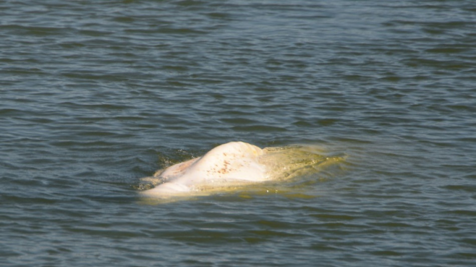 France to give vitamins to beluga stranded in the Seine