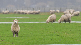Bayern: Autofahrer prallt in Schafherde - acht Tiere sterben