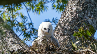 Nace en Bolivia un segundo pich&oacute;n de &aacute;guila arp&iacute;a, especie amenazada