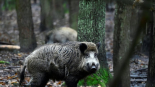 Blutspur von erlegtem Wildschwein l&ouml;st Polizeieinsatz in Baden-W&uuml;rttemberg aus 