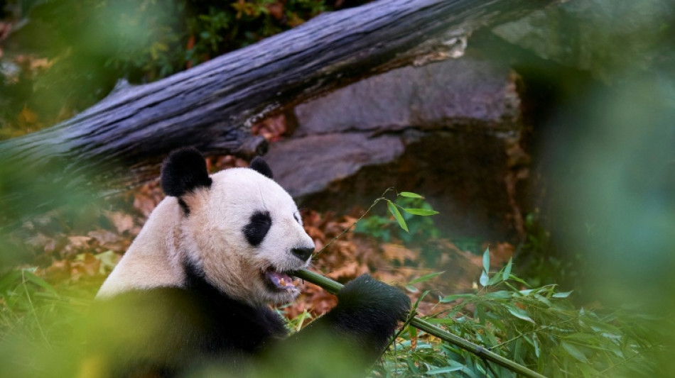Francia despide a una popular pareja de pandas de regreso a China