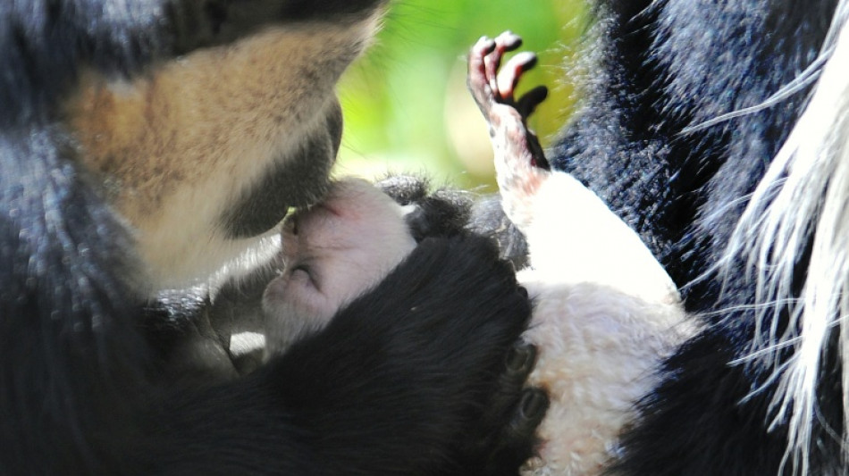 Monkey business: Neanderthals and ancient apes likely kissed too