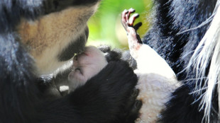 Primeiro beijo pode remontar a 21 milh&otilde;es de anos, dizem cientistas brit&acirc;nicos