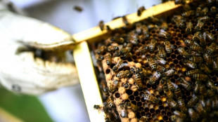 Frankreich debattiert erneut &uuml;ber die Wiederzulassung von Bienenkillern