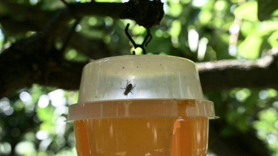 En Grèce, des mouches stériles pour lutter contre la destruction des cultures fruitières