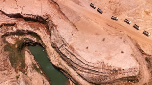 Paraguay gold rush leaves tea producers bitter