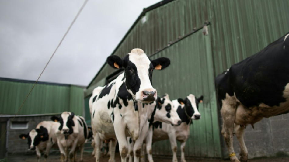K&uuml;he brechen durch Stallboden ein: Feuerwehr rettet Tiere aus G&uuml;llegrube