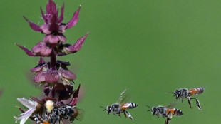 Cient&iacute;ficos australianos descubren una abeja "lucifer" con cuernos