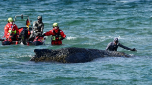 Whale stranded on German coast swims off, gets stuck again
