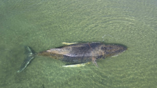 Drama um Wal in der Ostsee: Tier in Wismarer Bucht erneut gestrandet