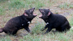 'Unstable' Tasmanian devil found after 15 days on the run 
