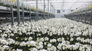 Cultivadores de orquídeas de Taiwán resisten mientras los aranceles de EEUU se disparan