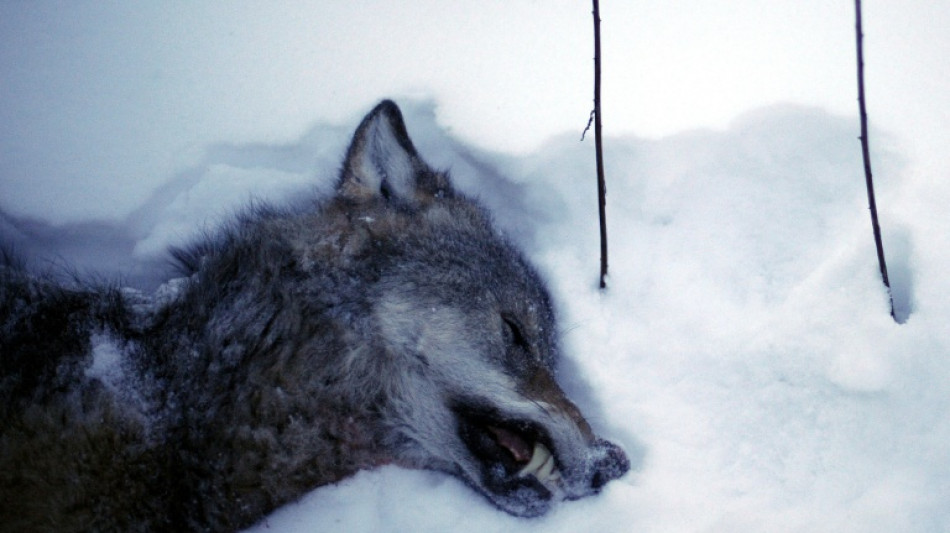 Un tribunal su&eacute;dois bloque l'abattage de loups pr&eacute;vu pour 2026