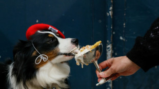 Bone appetit: Paris pups lap up treats at dog-centric spots