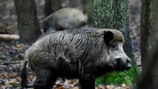 Gefrorenes Wildschwein als Beute: Ungewöhnlicher Einbruch in Stralsund