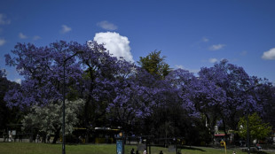Cada primavera Lisboa se viste de azul y malva con la floraci&oacute;n de los jacarand&aacute;s