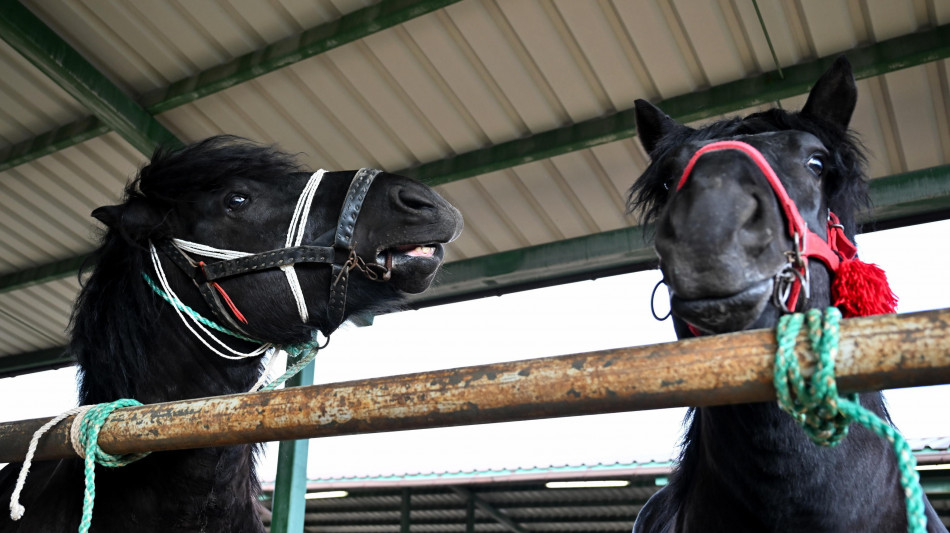Il nitrito dei cavalli nasce da un doppio meccanismo, come fischiare e cantare insieme
