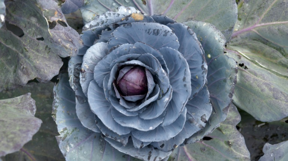 Unbekannte stehlen 300 K&ouml;pfe Rotkohl von Feld in Schleswig-Holstein