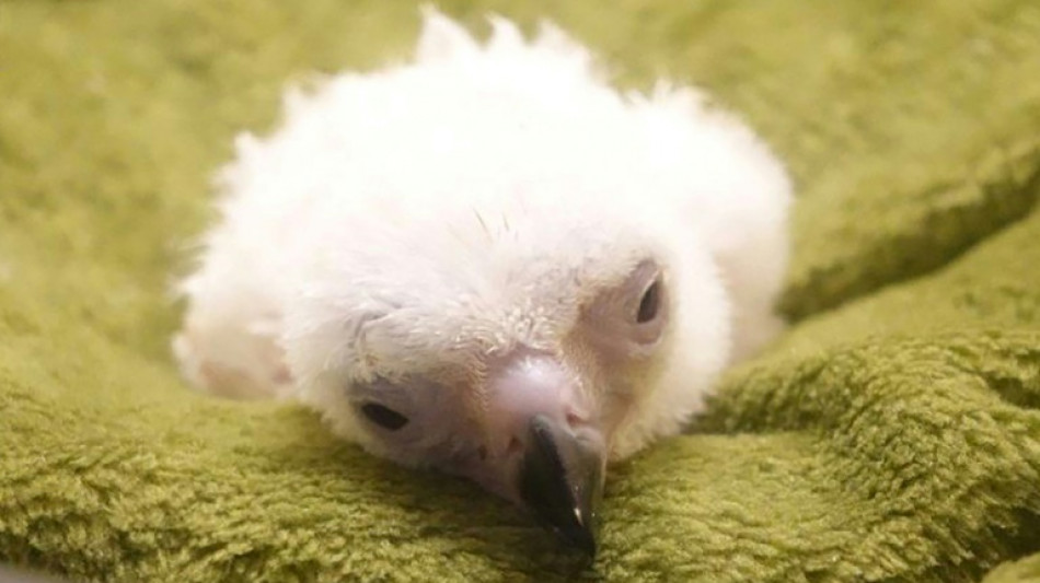 Muere un polluelo de águila filipina en un intento de preservar esa especie amenazada