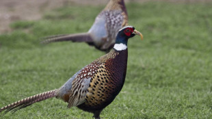 Amateurs de gibier &agrave; plumes, gare au plomb 