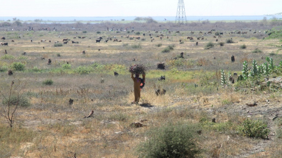Sudan's historic acacia forest devastated as war fuels logging