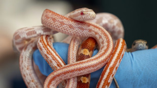 Pocos avances frente al tr&aacute;fico de especies salvajes, seg&uacute;n la ONU