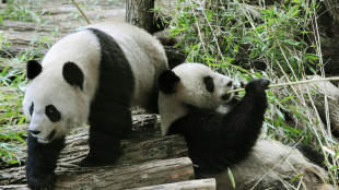Un zoo de Francia devuelve a China un panda enfermo y su pareja