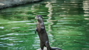 Concerto di Natale al bioparco, per giraffe e draghi di Komodo