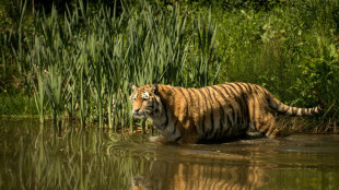 'Distressed' family of UK man killed by tiger urge end to online posts