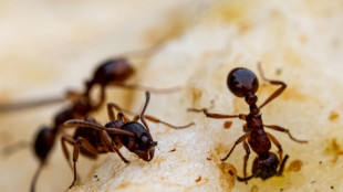 "Ven y m&aacute;tame": el llamado de las hormigas enfermas para salvar a la colonia