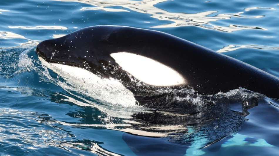 La France veut rapidement envoyer en Espagne les orques du Marineland d'Antibes