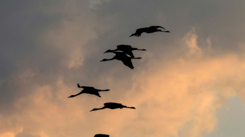 EU-Landwirtschaftsminister f&uuml;r Impfung von Gefl&uuml;gel gegen Vogelgrippe