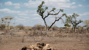 Studie: In vielen Weltregionen droht zunehmende Kombination aus Hitze und D&uuml;rren