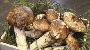 Giappone, otto funghi matsutake battuti all'asta per 4.850 euro