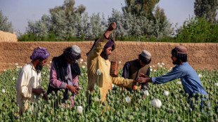 El jefe de los talibanes proh&iacute;be el cultivo de adormidera en Afganist&aacute;n