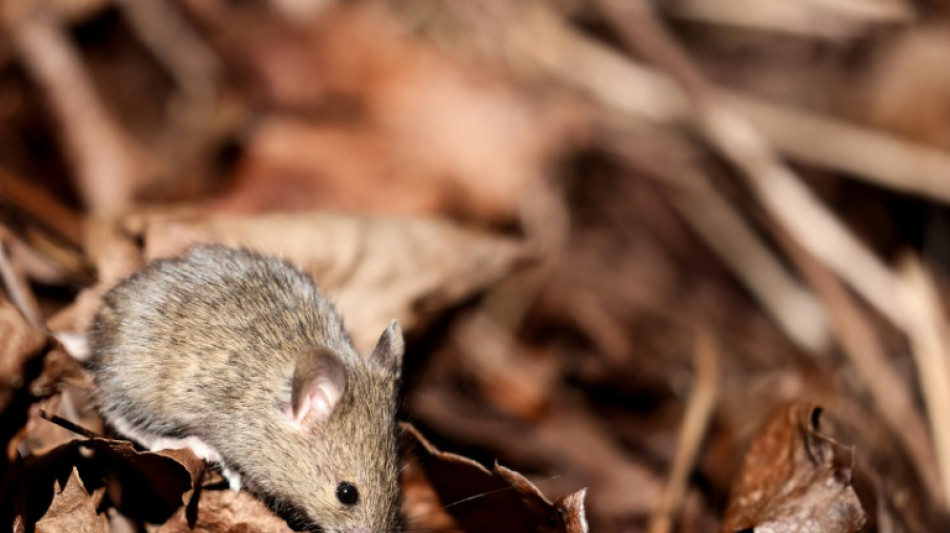 Covid virus changes sperm in mice, may raise anxiety in offspring: study