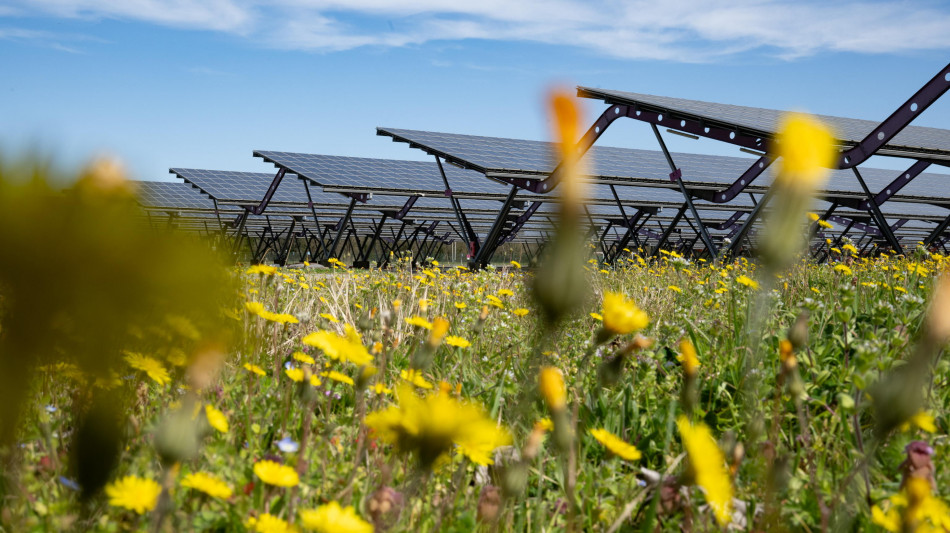 Consulta, legittimo il divieto per il fotovoltaico a terra in zone agricole