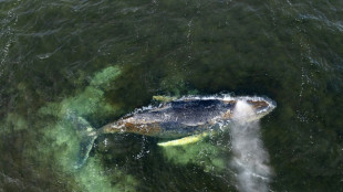 German whale saga continues as struggling animal beached again