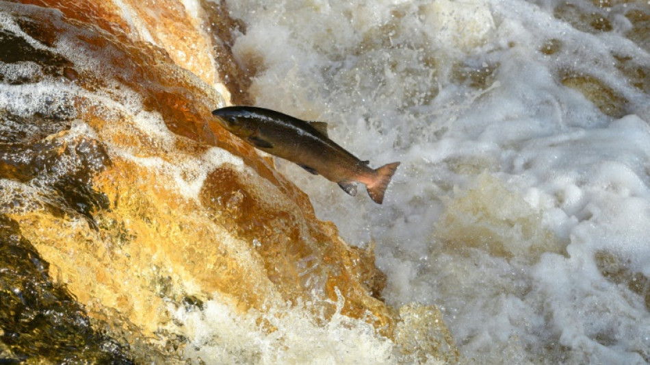La poblaci&oacute;n de salmones en Inglaterra, en m&iacute;nimos hist&oacute;ricos, seg&uacute;n un estudio