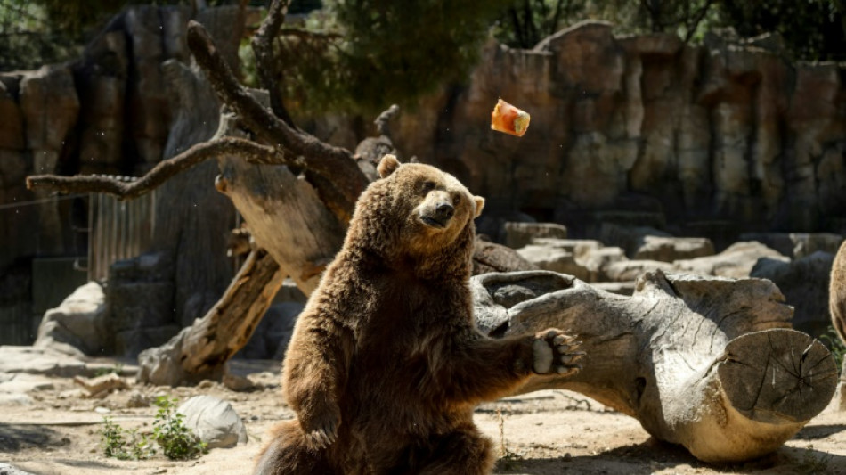 Un oso muere atropellado por un automóvil en España