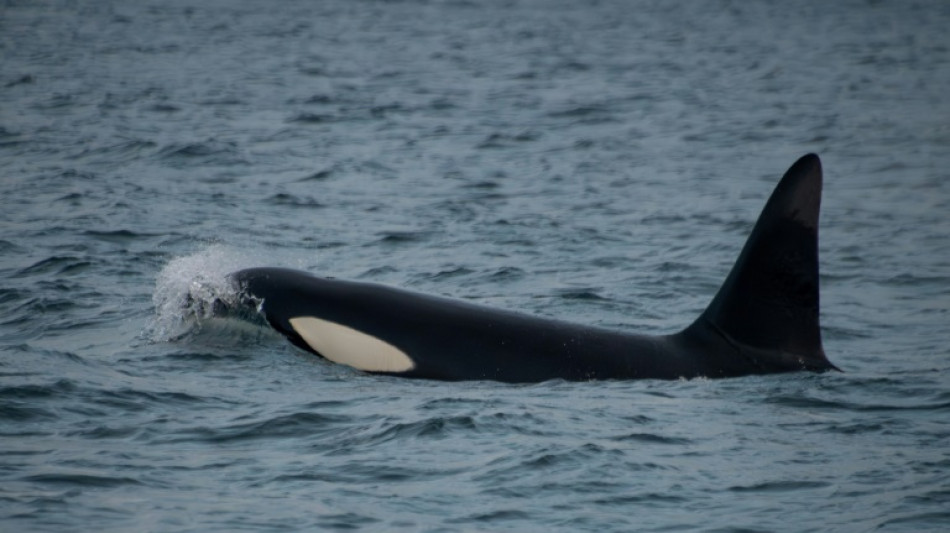 Una orca es observada cargando su cría muerta en el Pacífico