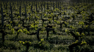 Climat: pr&egrave;s de Bordeaux, levures et porte-greffe &agrave; la rescousse du vin