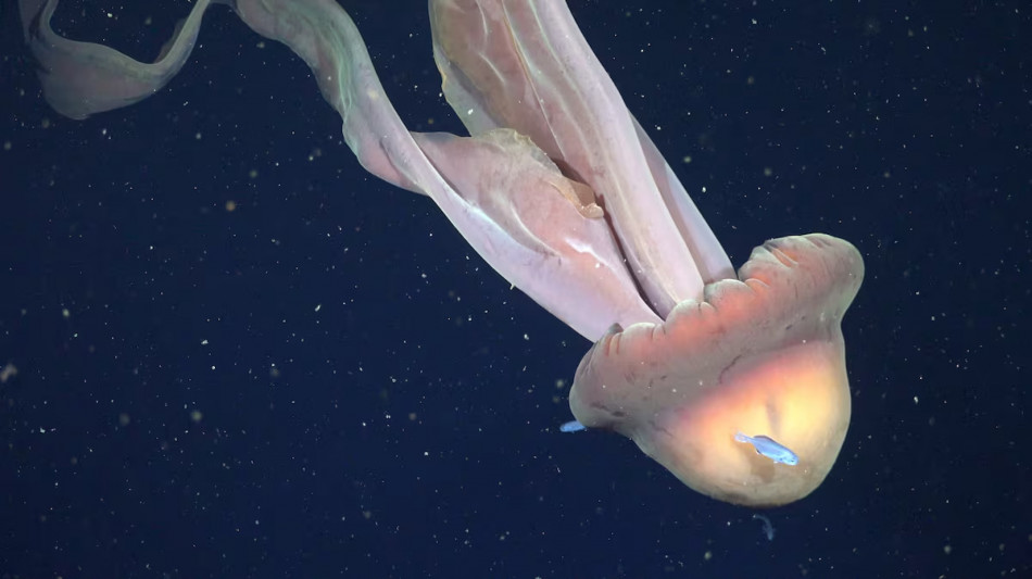 Rara medusa fantasma gigante scoperta nel mare dell'Argentina