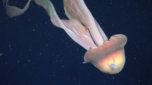Rara medusa fantasma gigante scoperta nel mare dell'Argentina