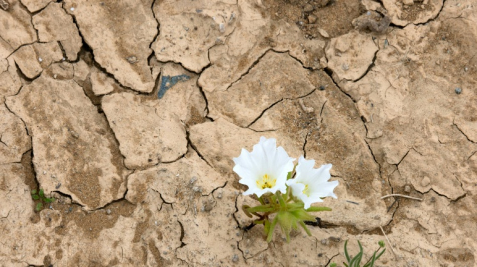 El desierto de Atacama florece tras intensas lluvias provocadas por El Ni&ntilde;o