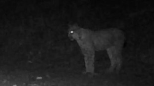 Terzo avvistamento di una lince nel Parco Gran Paradiso