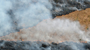 Bericht: Weltweite Waldzerstörung geht kaum zurück